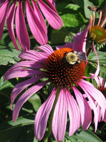 Un visiteur / visitor on Echinacea